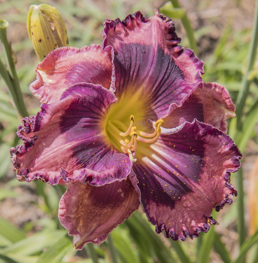 Image of daylily The Band Played On from top view of bloom.