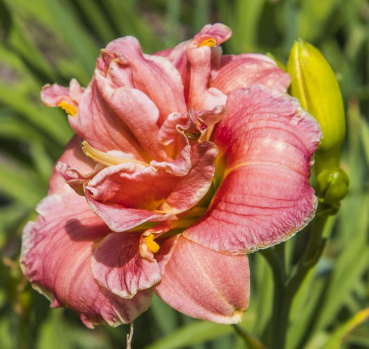 Image of daylily Two to Tango from top/side view of bloom. Buds behind the bloom.