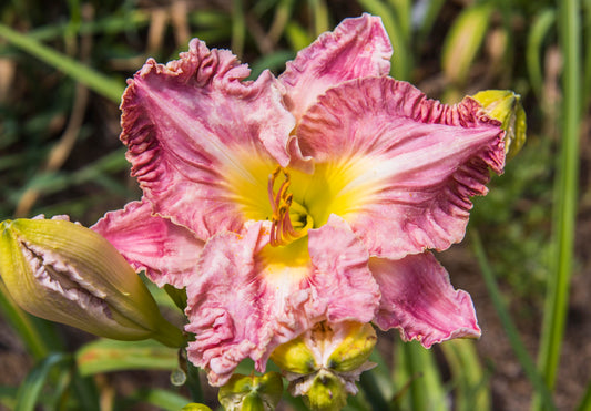 Image of daylily Waterside Mermaid from top down view of bloom. Unopened buds surrounding.