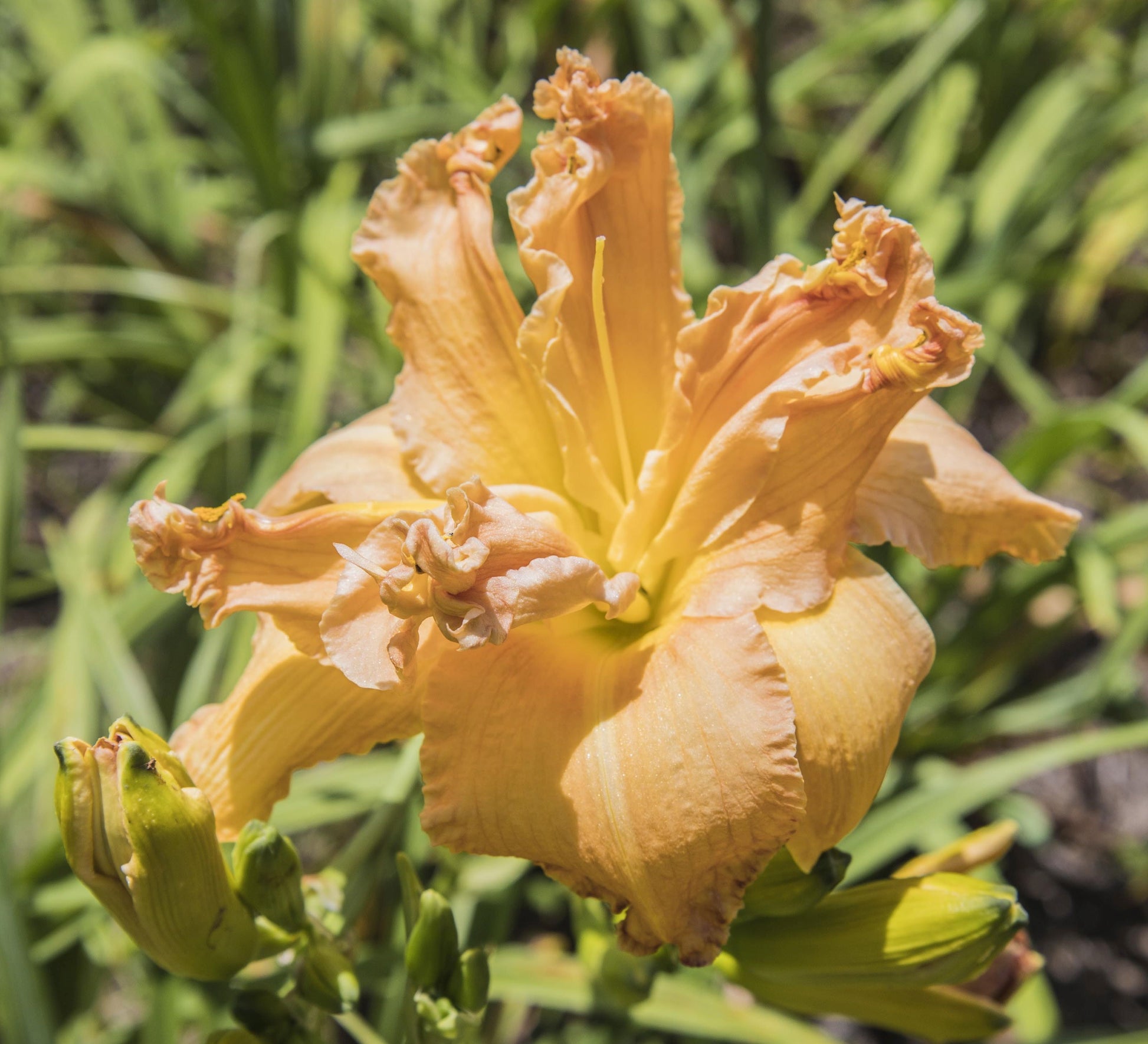 Image of daylily Wildman George from top view of bloom with a few buds surrounding it.