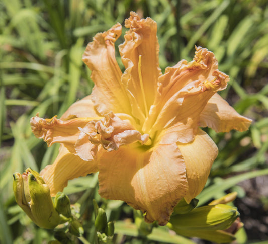 Image of daylily Wildman George from top view of bloom with a few buds surrounding it.