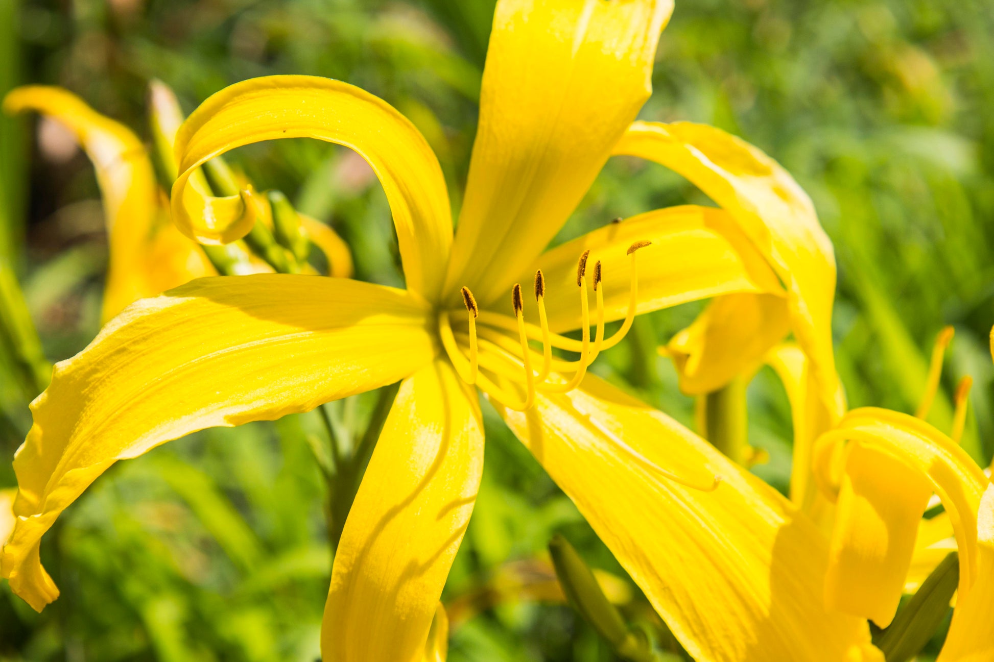 Image of daylily Yellow Monkey from side view of a close up single bloom.