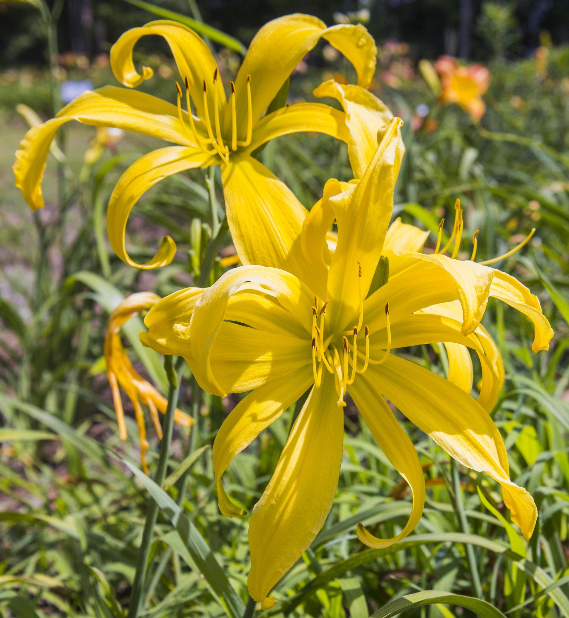 Image of daylily Yellow Monkey showing multiple blooms. 