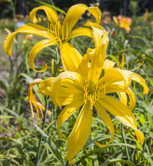 Image of daylily Yellow Monkey showing multiple blooms. 