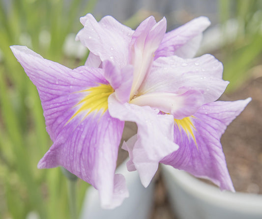 Image of Japanese Iris Dirigo Pink Milestone from top down view.