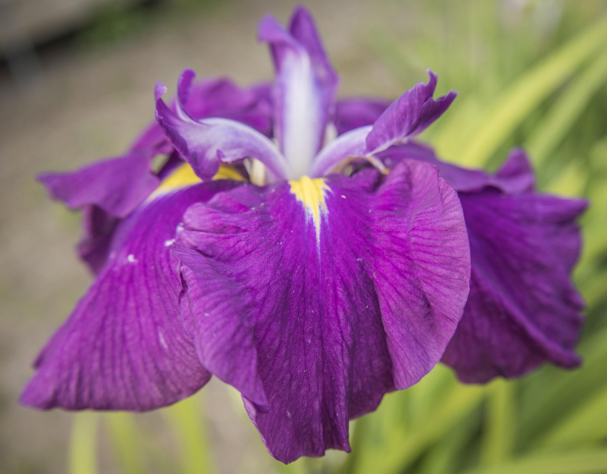 Image of Japanese Iris First Act from mostly side and slight angled top view.