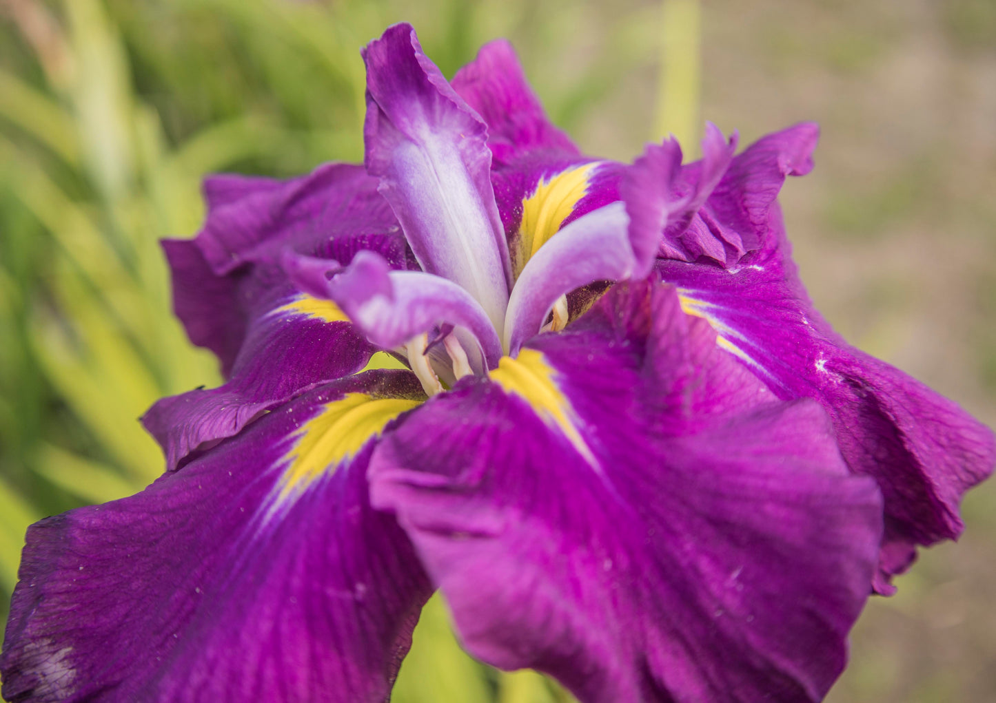 Image of Japanese Iris First Act from side/top view.