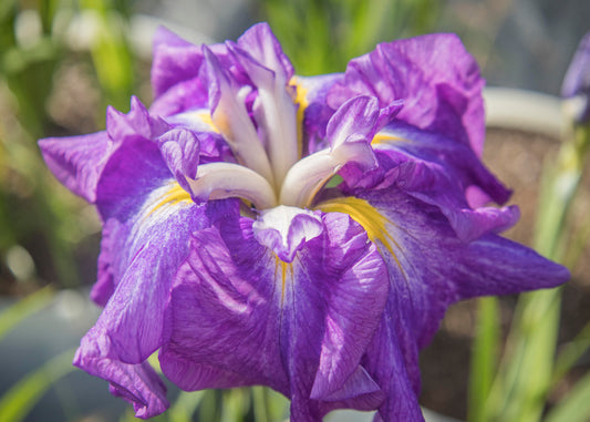 Image of Japanese Iris Greywoods Amethyst Mist