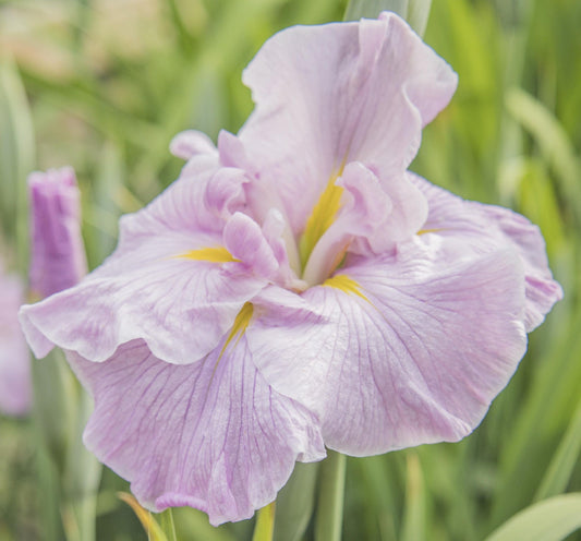 Image of Japanese Iris Pinkerton