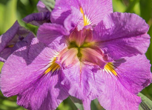 Image of Louisiana Iris Abigail's Wish from top down view of bloom.