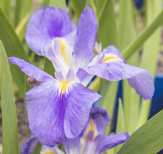 Image of Louisiana Iris Algiers Point from angled top/side view.