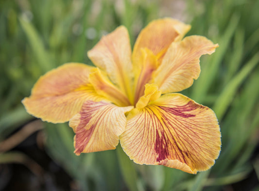 Image of Louisiana Iris Annette Brown from top/side angle view.