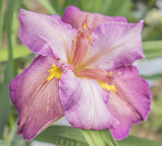 Image of Louisiana Iris Autumn Pirouette from top down view.