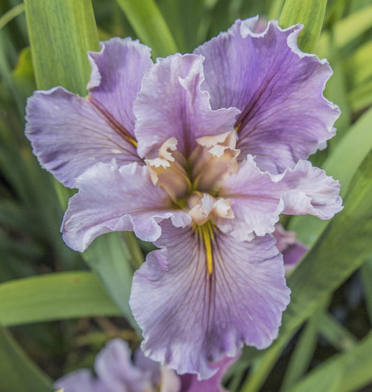 Image of Louisiana Iris Avelline from top down view.
