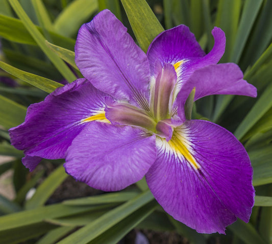 Image of Louisiana Iris Bayou Duplantier from top down view of bloom.