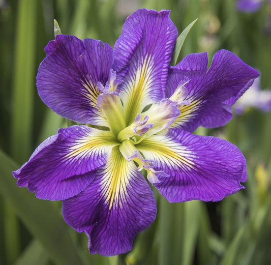 Image of Louisiana Iris Bayou Gambler from top down view of bloom.