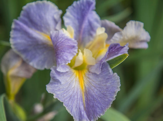 Image of Louisiana Iris Blue Splatter from top/side angle view of bloom.