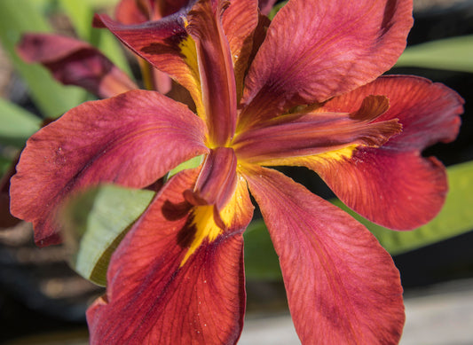 Image of Louisiana Iris Boiled Crawfish from top down view of bloom.