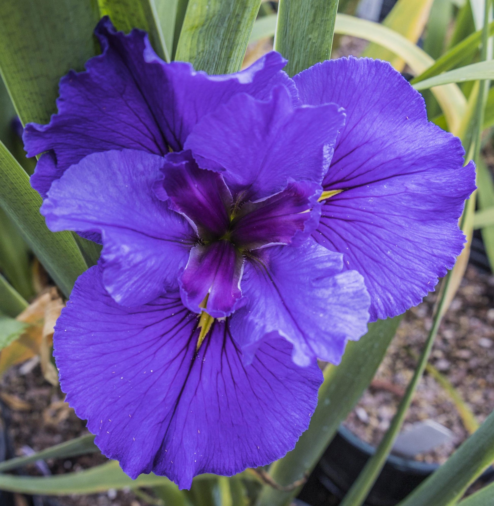 Image of Louisiana Iris Bold Gamble from top down view of bloom.