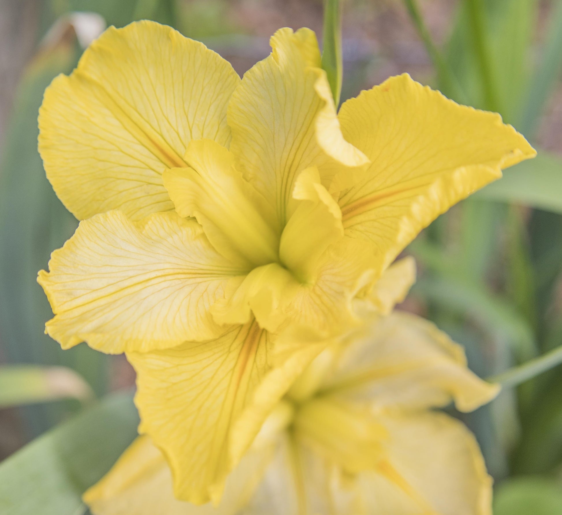 Image of Louisiana Iris Brazos Moon from top down view of bloom.