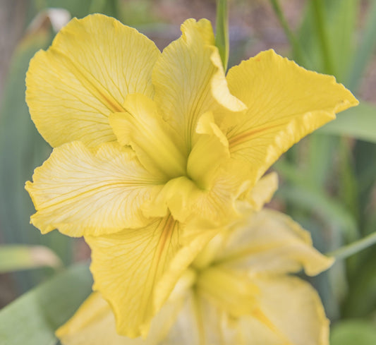 Image of Louisiana Iris Brazos Moon from top down view of bloom.