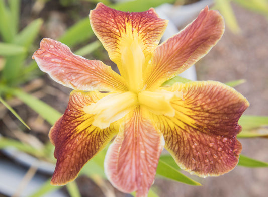 Image of Louisiana Iris Cajun Sunrise from top view of bloom.