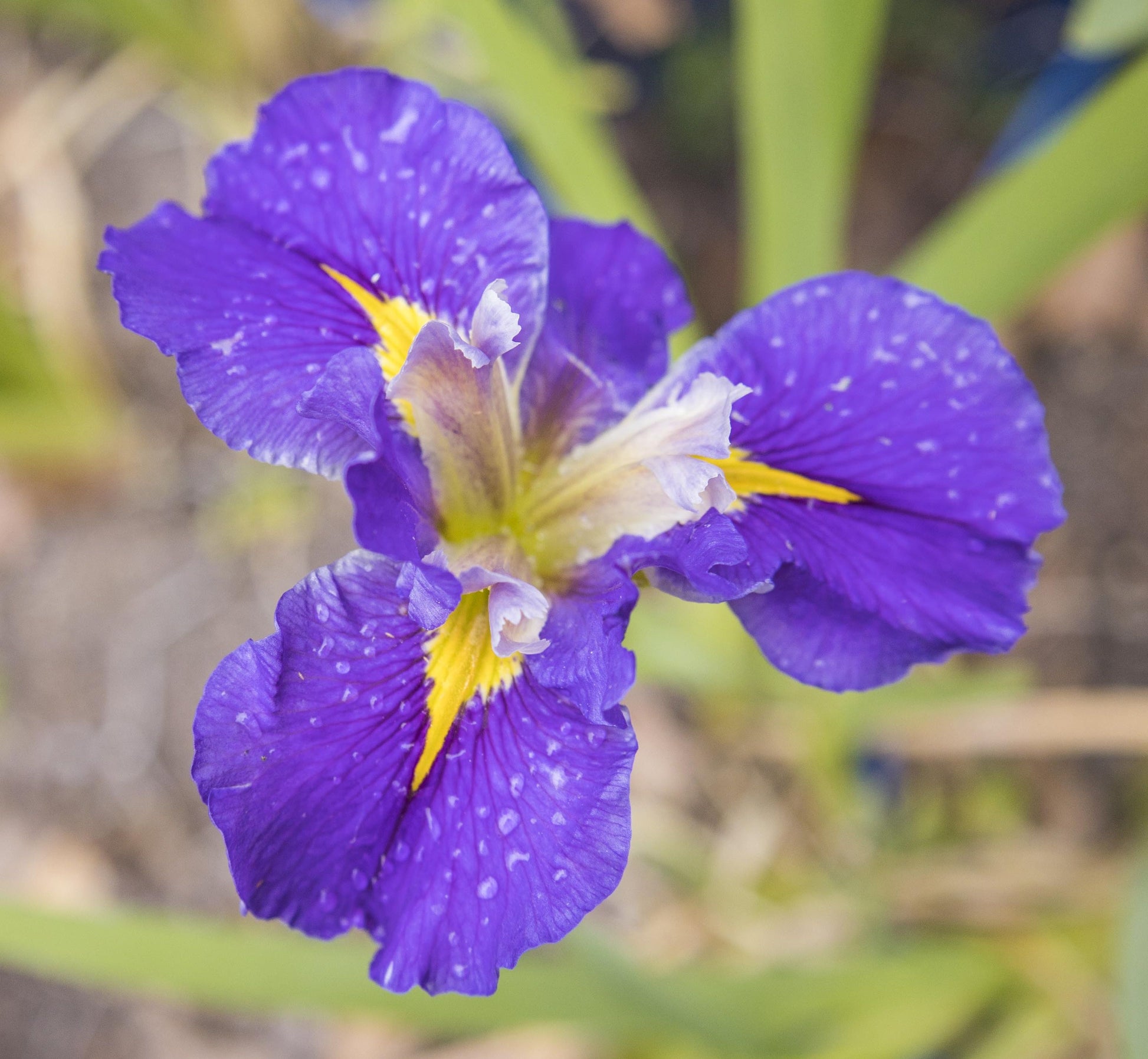Image of Louisiana Iris Chef John Folse from top down view of bloom.