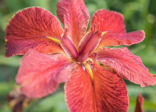 Image of Louisiana Iris Cherry Cup from top view of bloom.