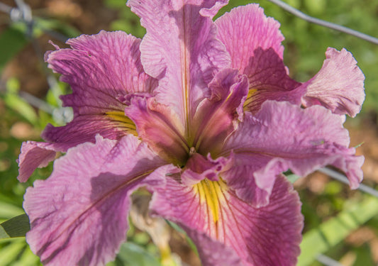 Image of Louisiana Iris Claire Fontenot from top view of bloom.