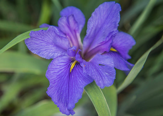 Image of Louisiana Iris Clyde Redmond from top/side angle view of bloom.