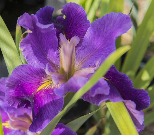 Image of Louisiana Iris Connor's Choice from top/side view of bloom.
