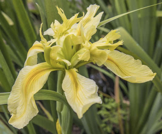 Image of Louisiana iris Creole Canary from angled top/side view of bloom.