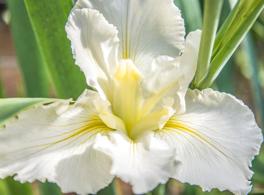 Image of Louisiana Iris Crushed Ice from top view of bloom.