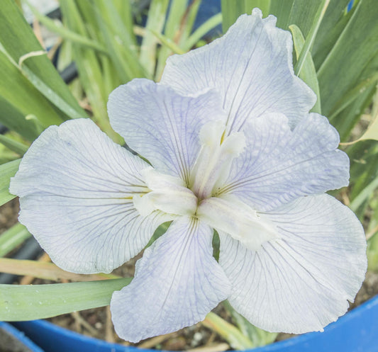 Image of Louisiana Iris Delta Dove from top view of bloom.