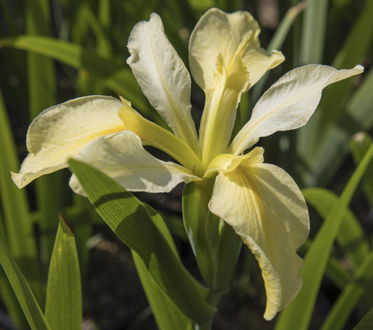 Image of Louisiana Iris Dixie Deb from top/side view of bloom.