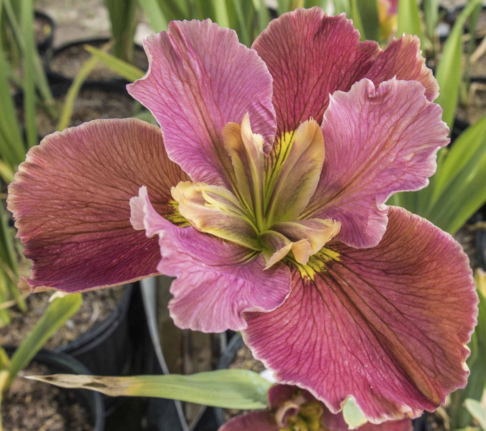 Image of Louisiana Iris Eileen Hollander from top view of bloom.
