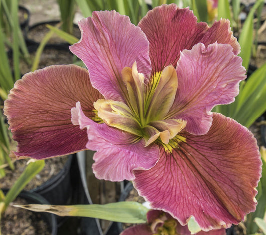 Image of Louisiana Iris Eileen Hollander from top view of bloom.