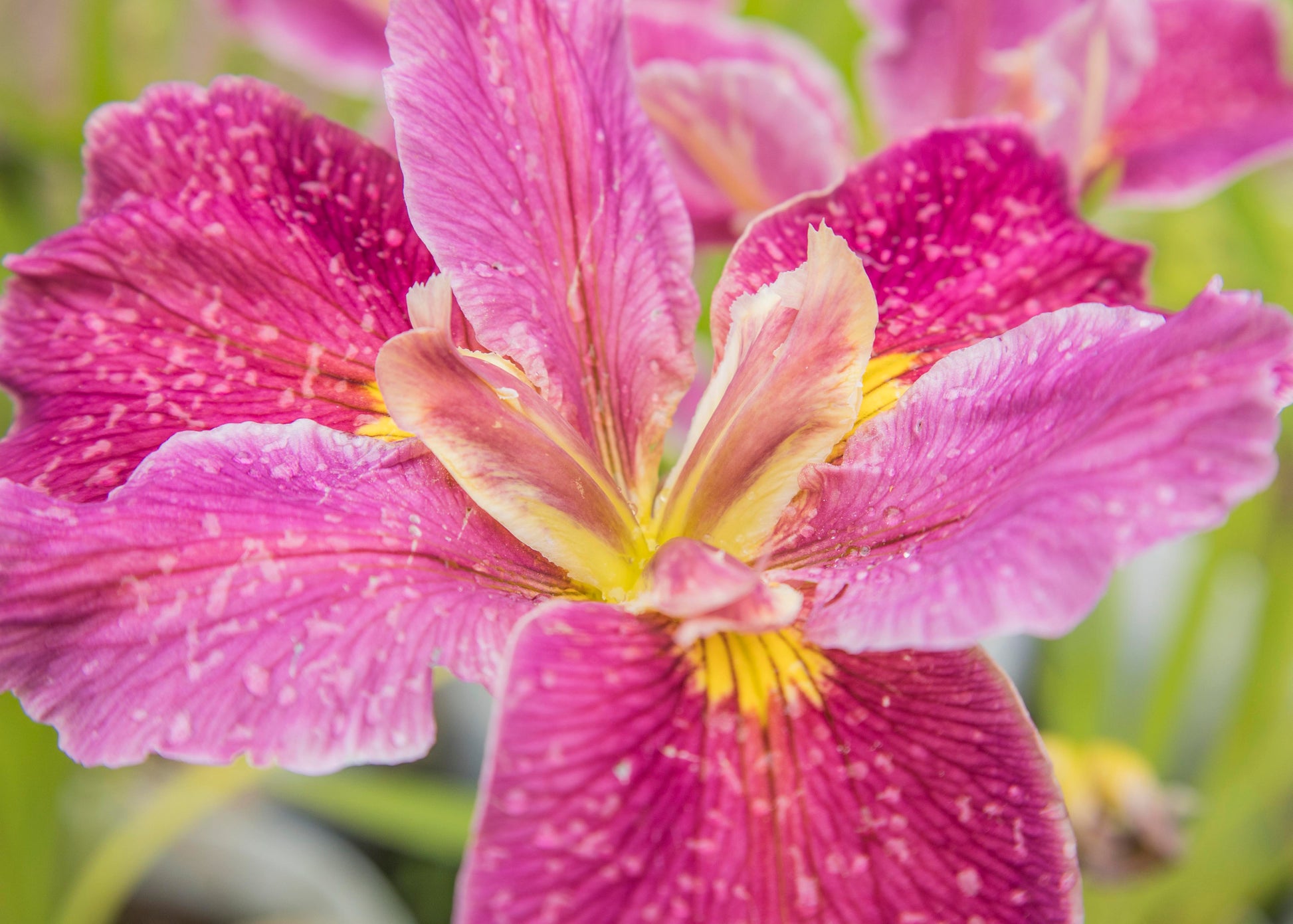 Image of Louisiana Iris Eileen Hollander from top/side view of bloom.