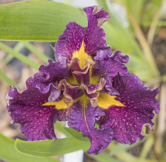 Image of Louisiana Iris Electric Storm from top view of bloom.