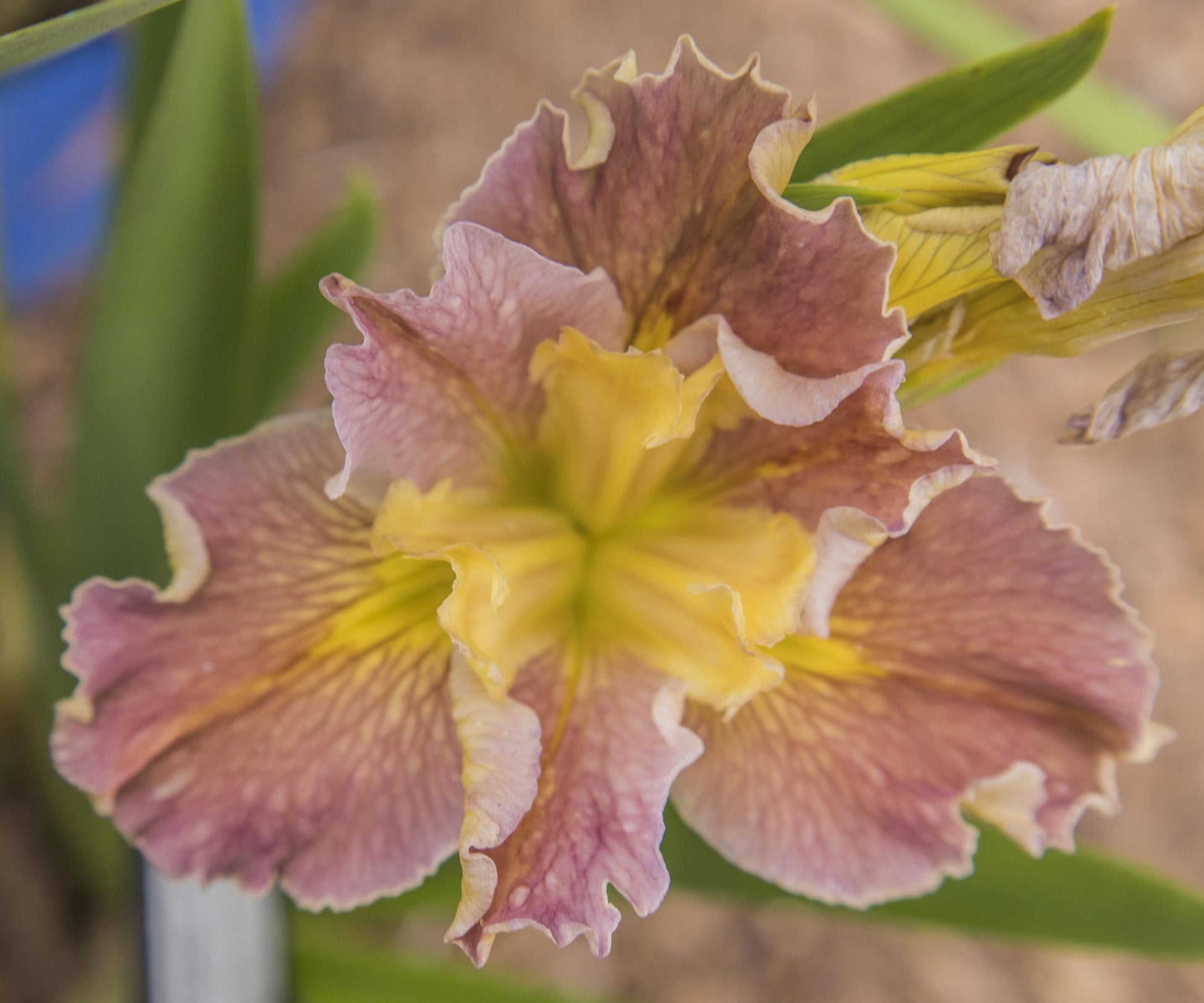 Image of Louisiana Iris Garden Opal from top view of bloom.