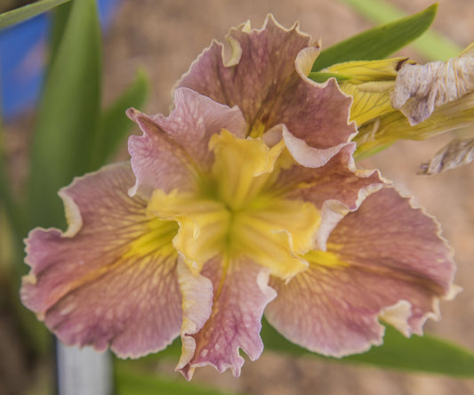 Image of Louisiana Iris Garden Opal from top view of bloom.