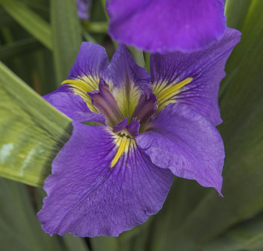 Image of Louisiana Iris Geisha Eyes from top angled view of bloom.