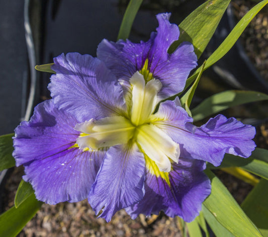 Image of Louisiana Iris Ginny's Choice from top view of bloom.