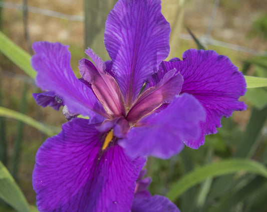 Image of Louisiana Iris Great White Hope from top angled view of bloom.