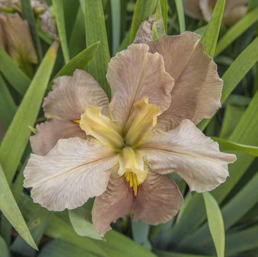 Image of Louisiana Iris Hunter's Catch from top view of bloom.