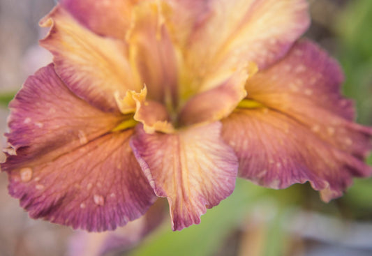 Image of Louisiana Iris Jean Betzer from top angled view of bloom.