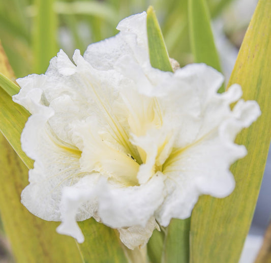 Image of Louisiana Iris Jessica Mai from top angled view of bloom. 