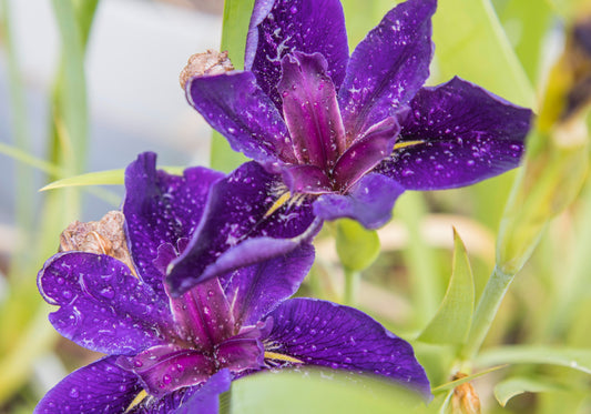 Image of Louisiana Iris Katelyn Anne from top view of two blooms.