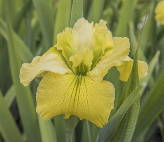 Image of Louisiana Iris Kathy's Clown from top/side view of bloom.