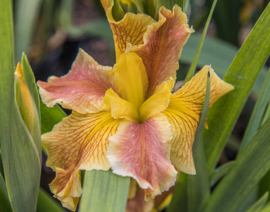 Image of Louisiana Iris Katrina Rising from top angled view of bloom